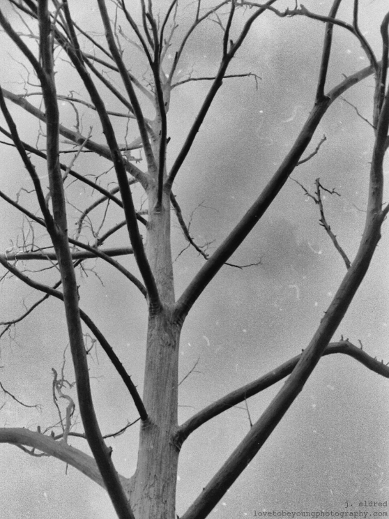 Dead-tree,-version-2---PICT0013-2